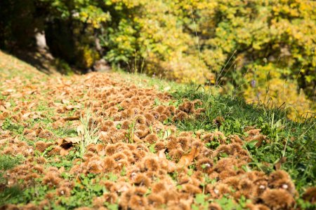 Herbst